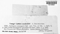 Cytospora stenospora image